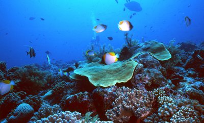 Palau   Reef