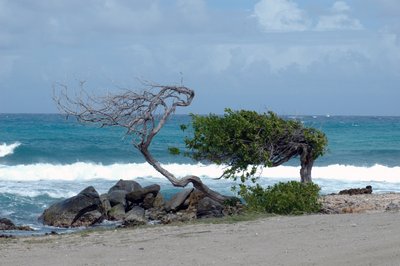 Windswept