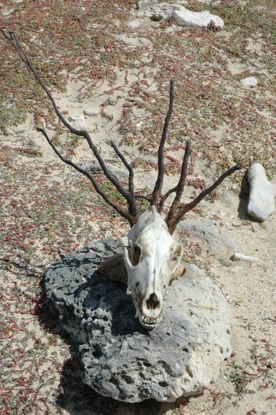Critter Skull