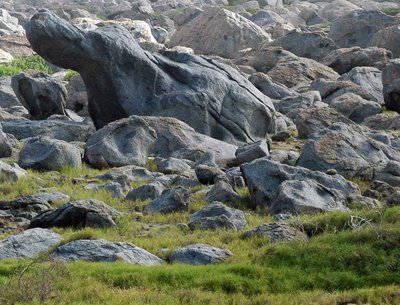 Rocky Meadow