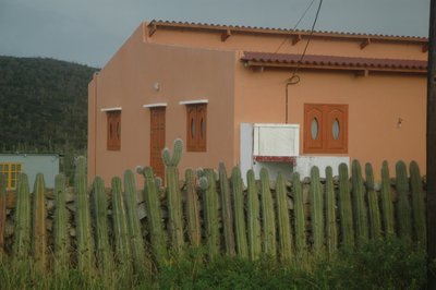 Cactus Fence