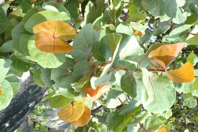 Nice Leaves