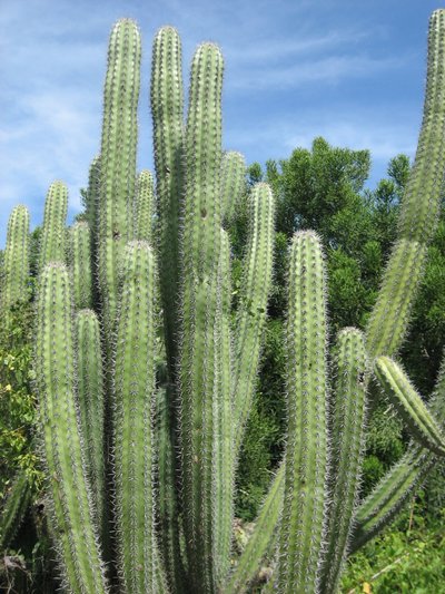 More Cactus