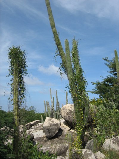 Vines Attack Cactus