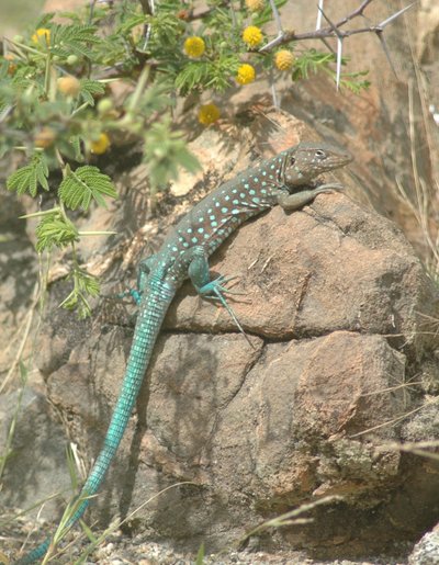 Lizard In Park