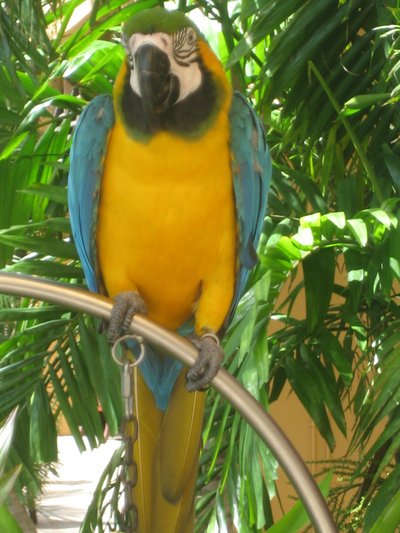 Hotel Bird