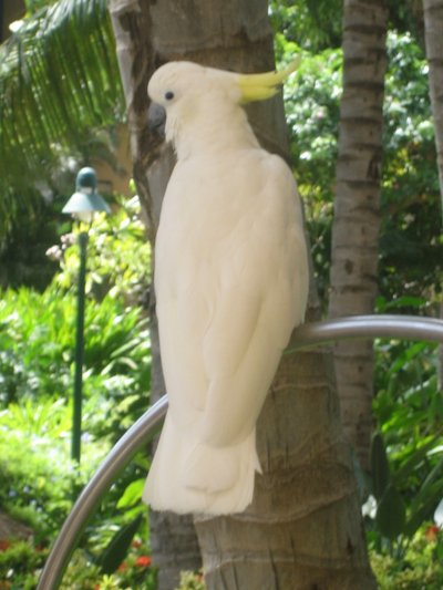 Hotel Bird