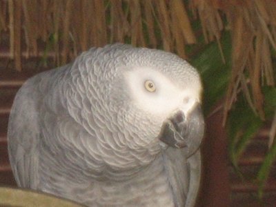 Hotel Bird