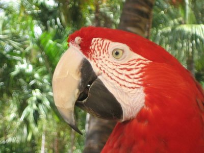 Red Toucan Head