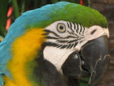 Yellow Toucan Head