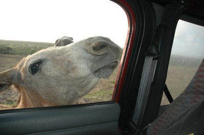 Hungry Donkey