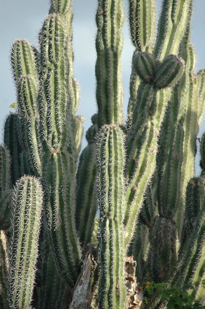Cactus